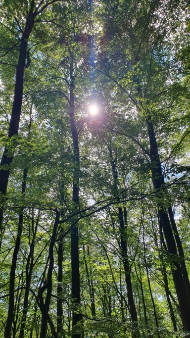 die Sonne zwischen den Bäumen